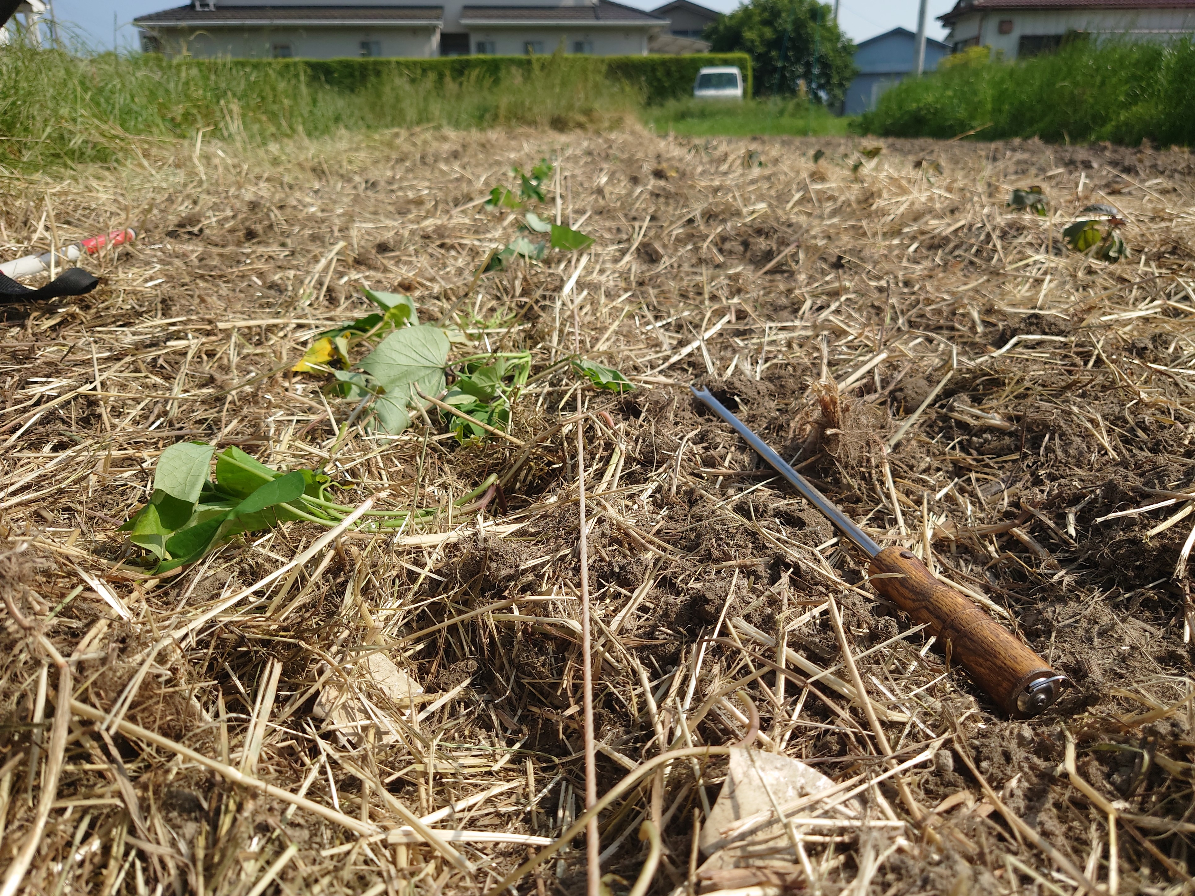 サツマイモの植え付け。