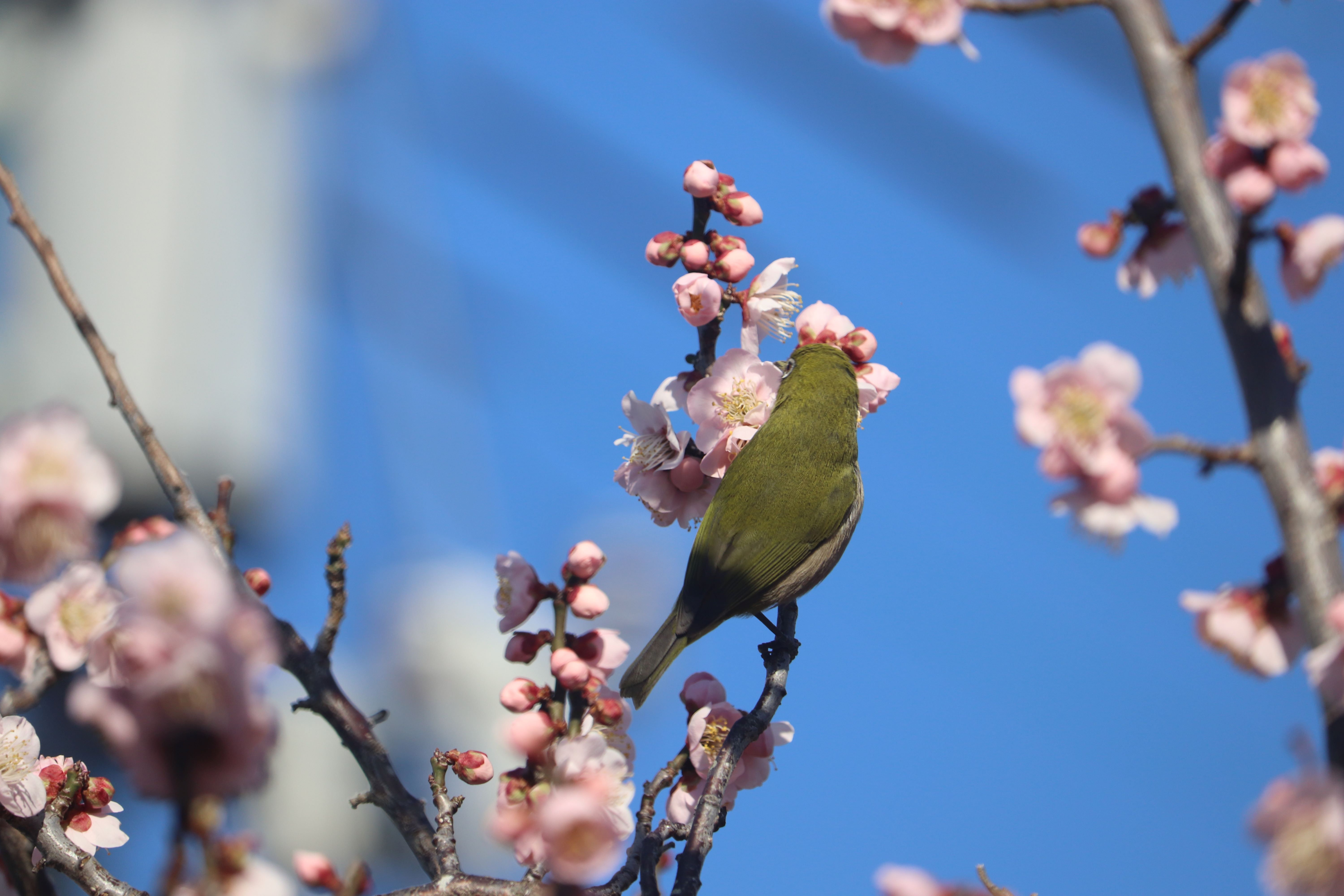 梅の花とメジロ。
