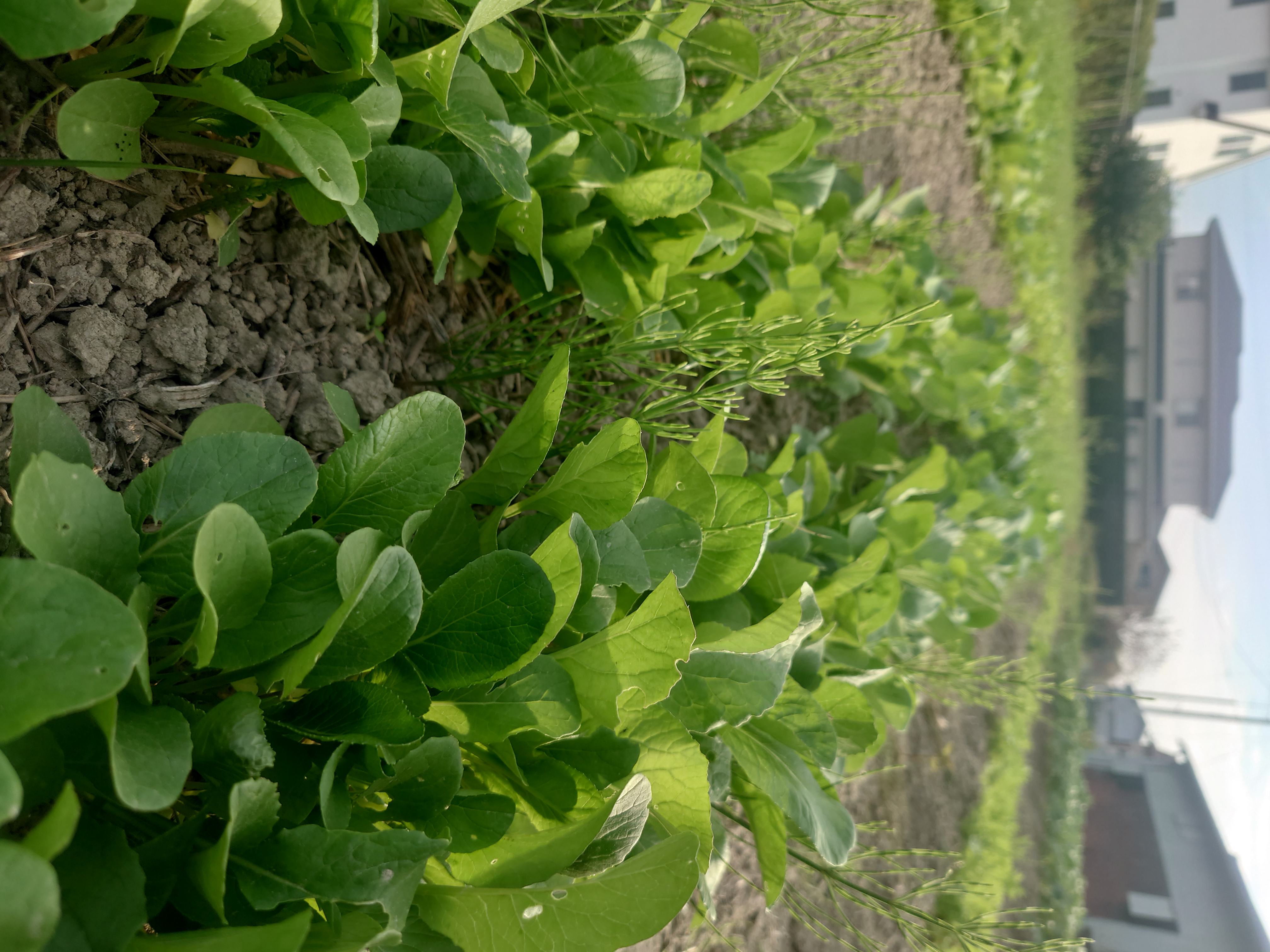 小松菜の間引きと除草。