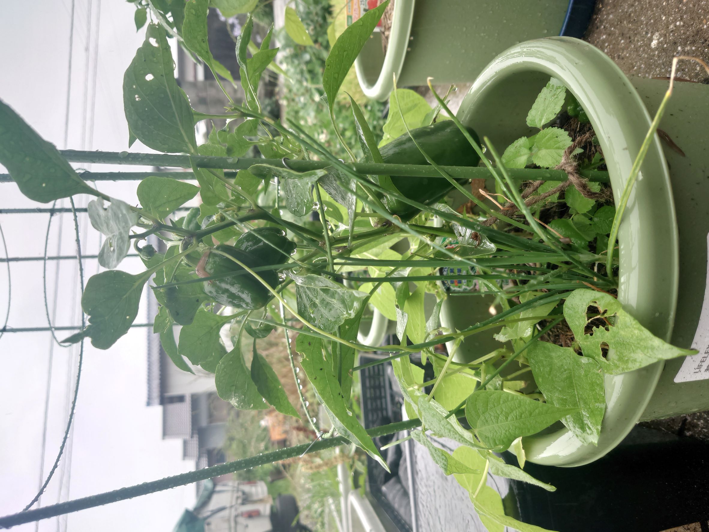 鉢植え。