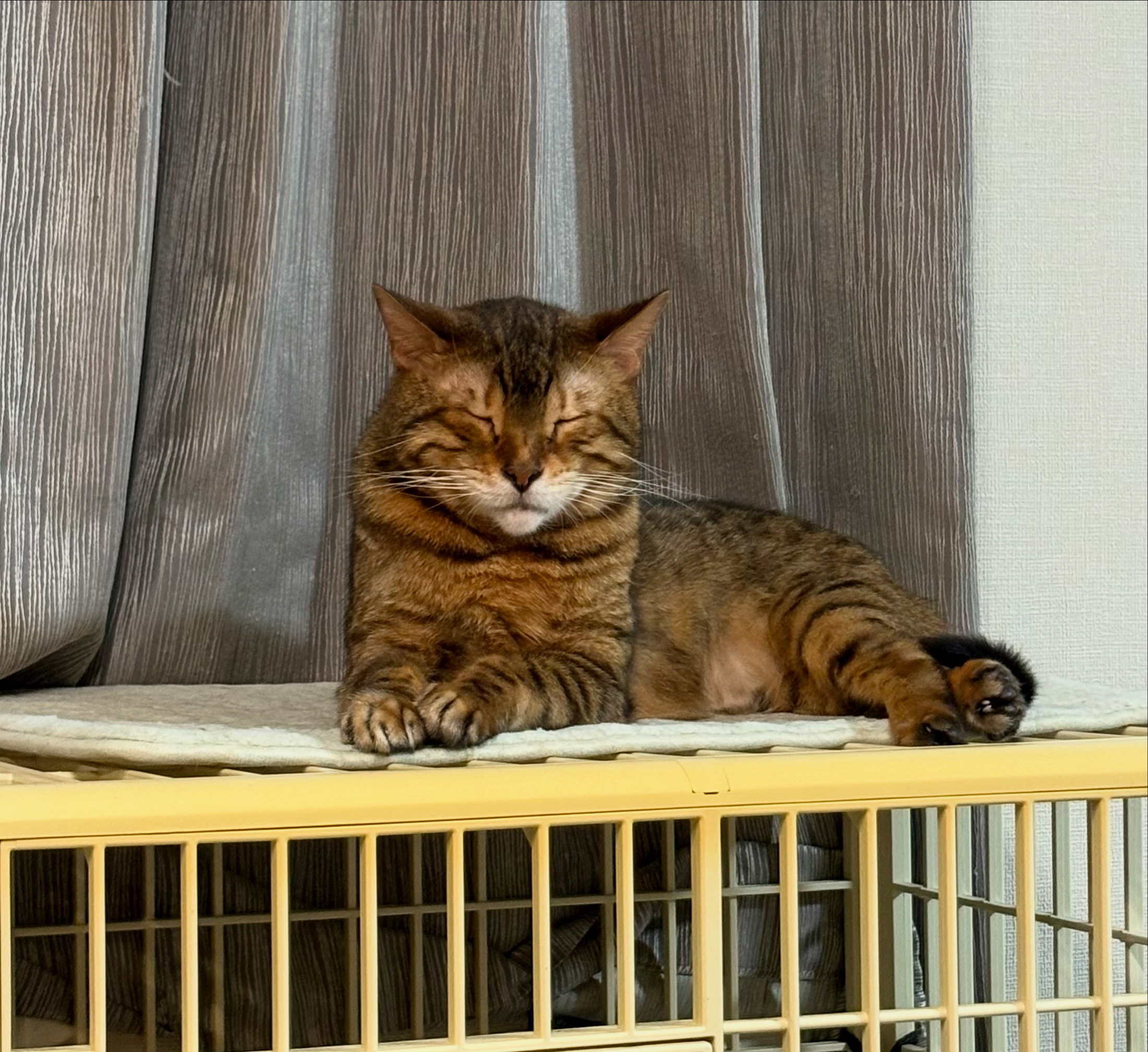 パン屋巡りしました