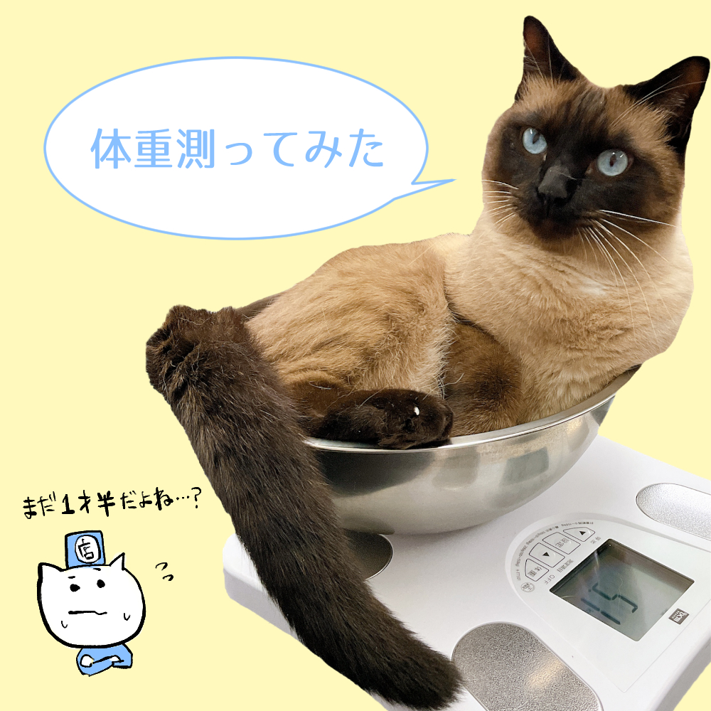 ねこ社員”のあくん”　体重測定