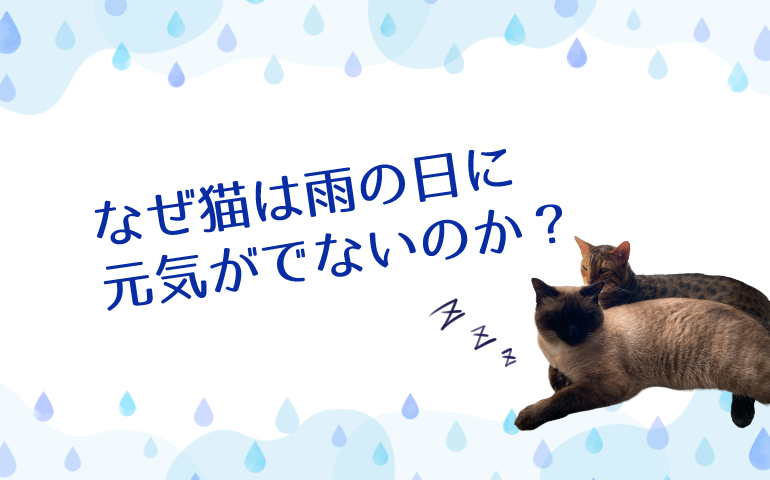 なぜ猫は雨の日に元気が出ないのか