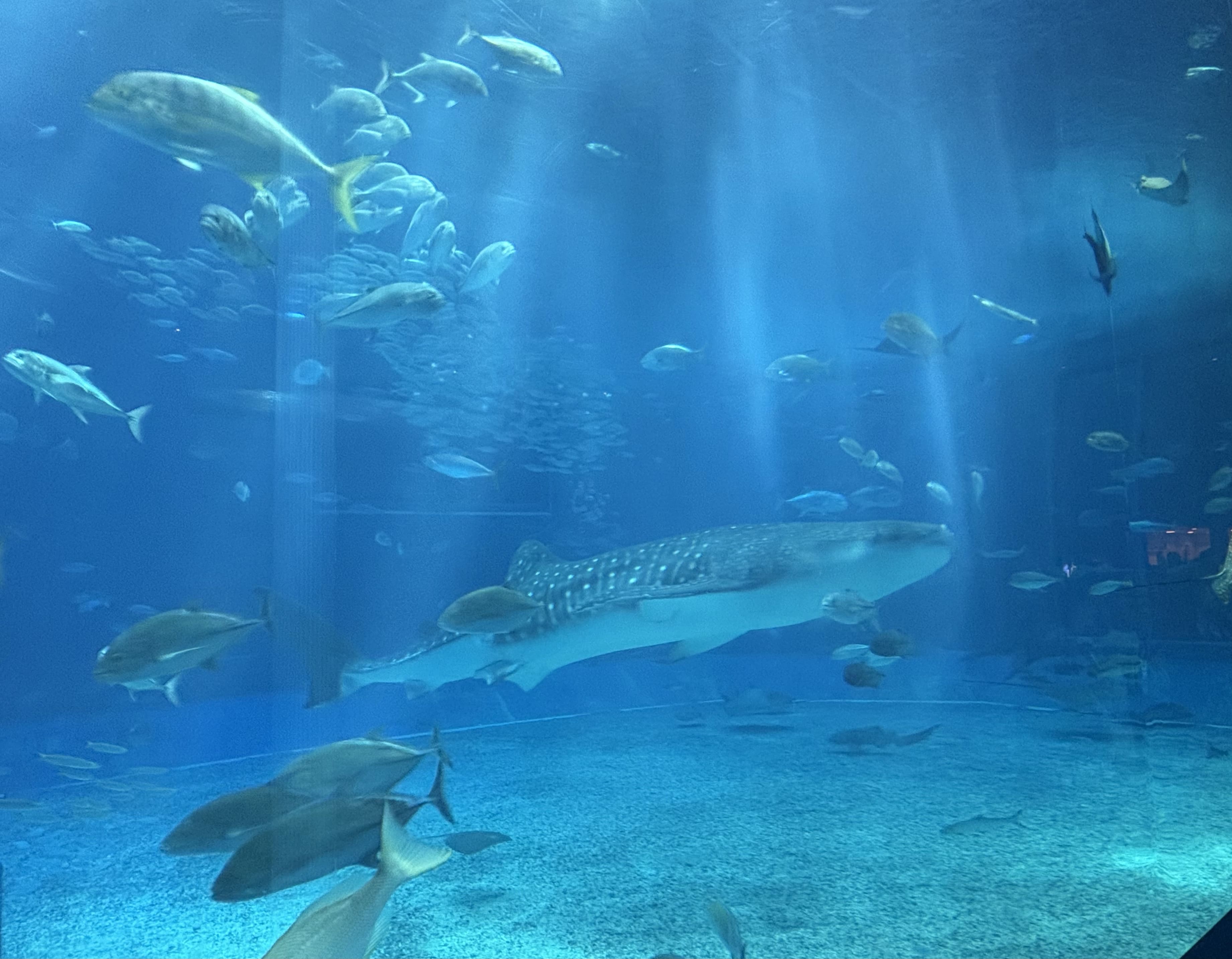 沖縄にいってきました!