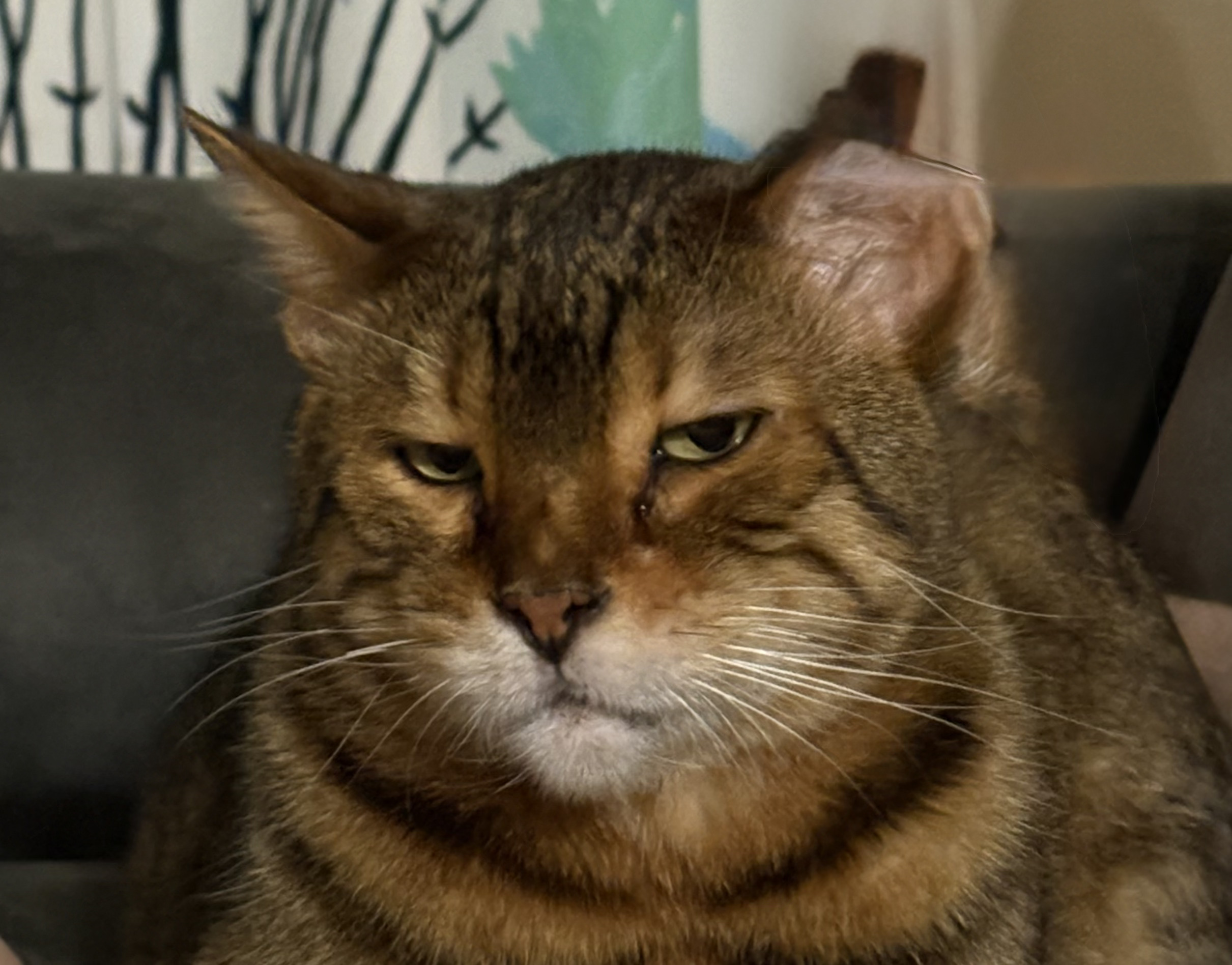 もこもこの季節