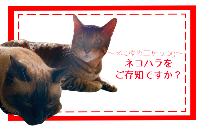 ネコハラをご存じですか？