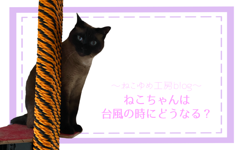 ねこちゃんは台風の時にどうなる？