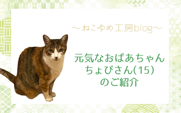 おばあちゃん猫『ちょびさん』のご紹介