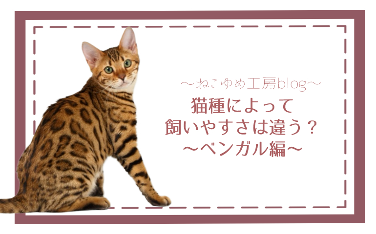 猫種によって飼いやすさは違う？～ベンガル編～