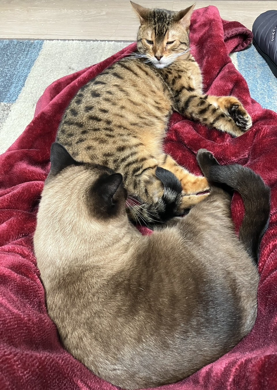 ねこちゃんが食べていいもの