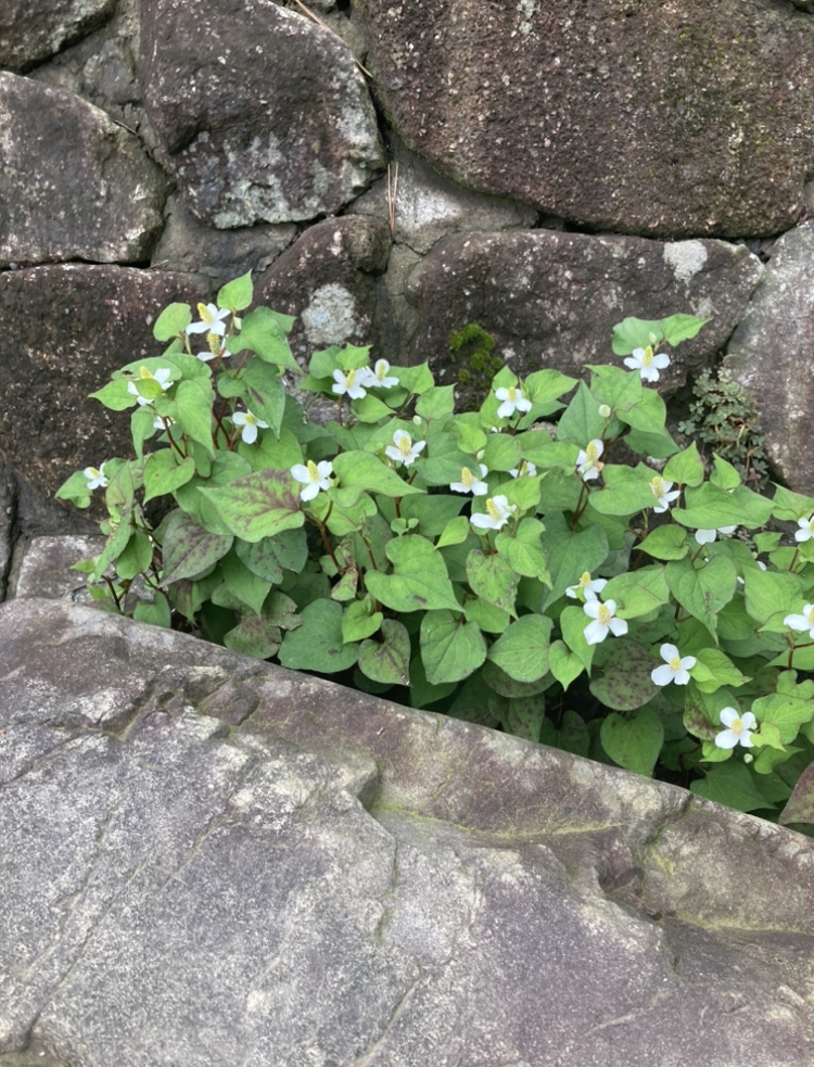 隙間から顔を出す草花のように