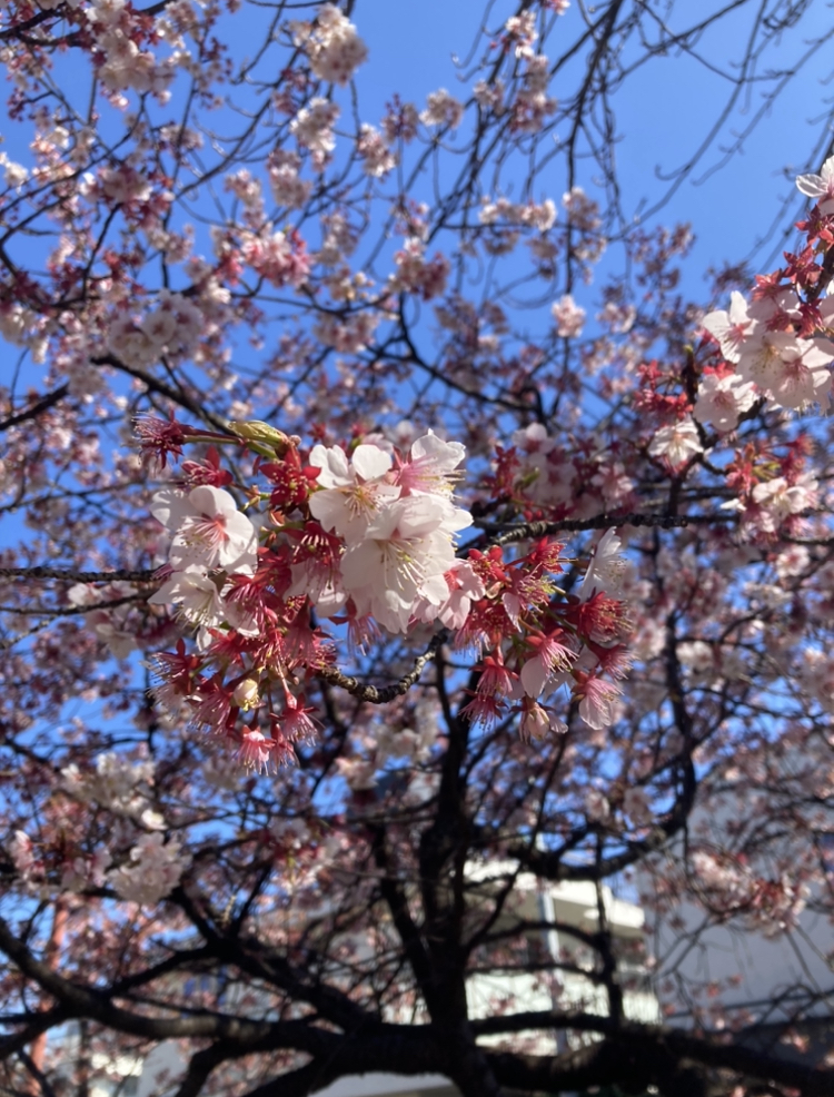 寒桜