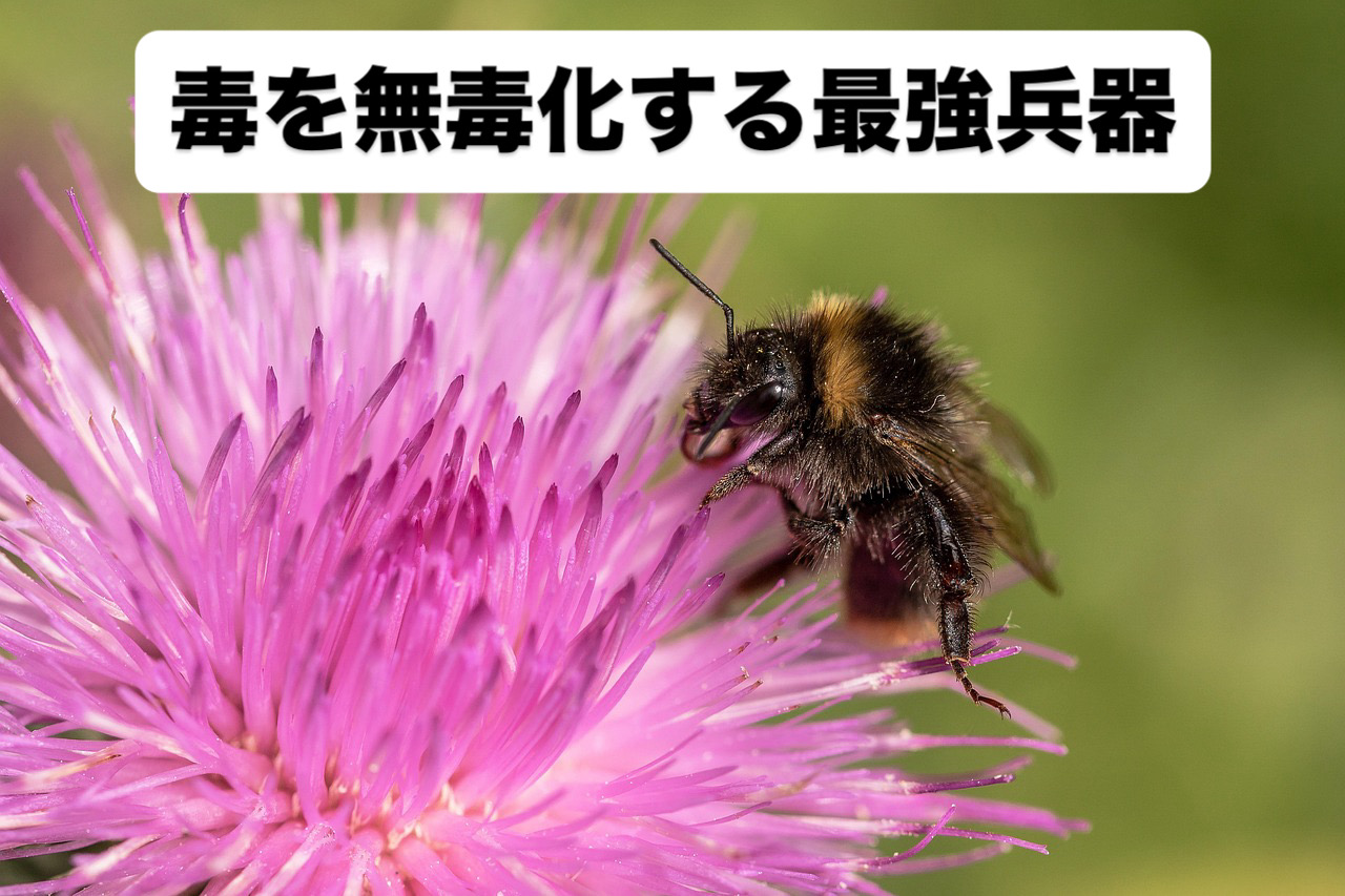 毒を無毒化するマリアアザミ