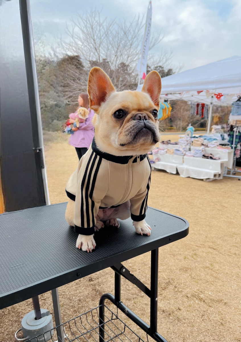 「犬と初売り」にお越しいただいた皆様、ありがとうございました！