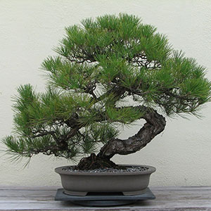 盆栽と植木って何が違うの？