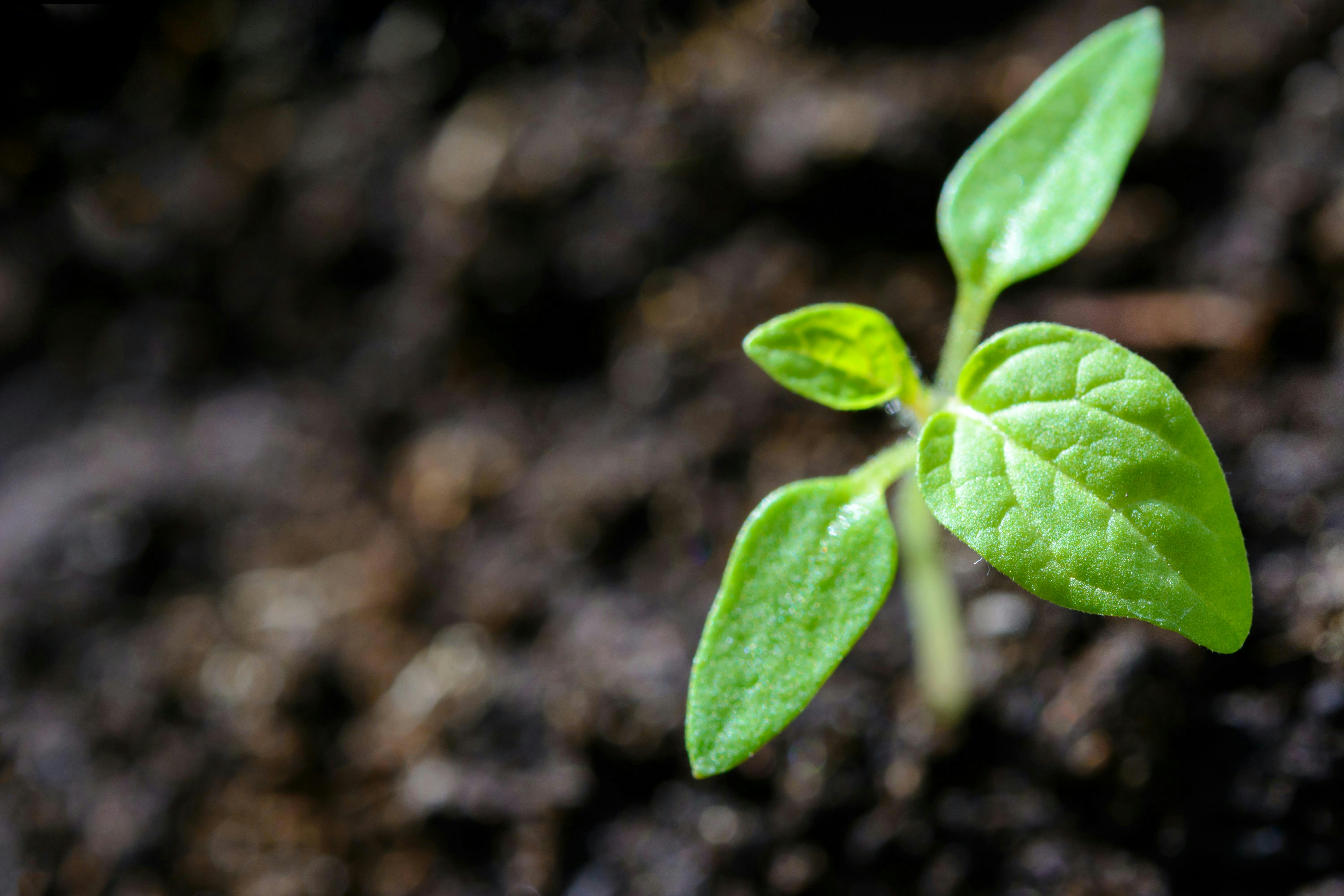植物が生き抜くためにつくり出した天然成分「ファイトケミカル」とは