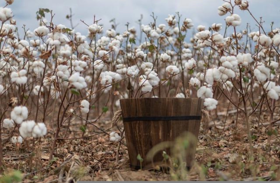 オーガニックって何で高いの？？