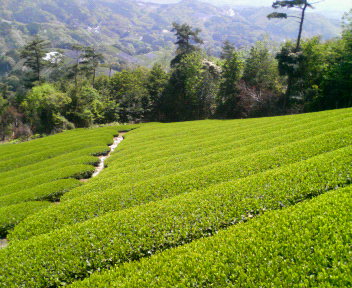 和束町行ってきました。
