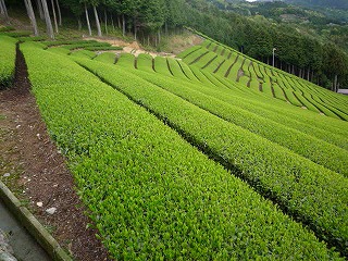 新茶シーズン直前　和束町視察