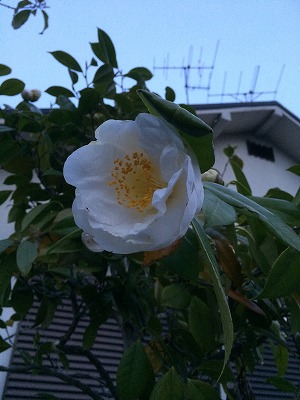 4月に入りました。