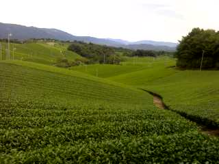 南山城地区視察