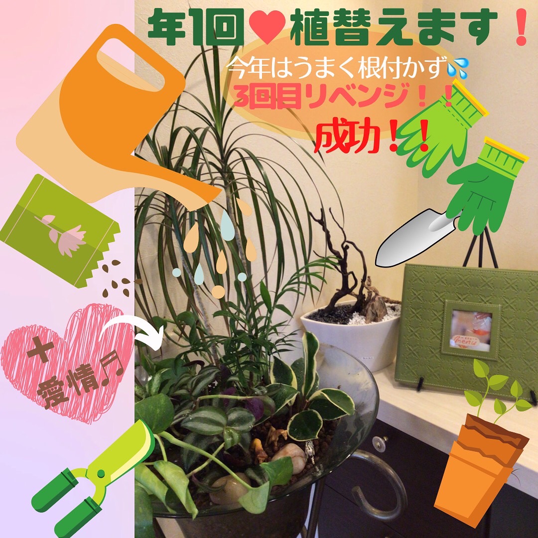 年1回植替えます💚✨