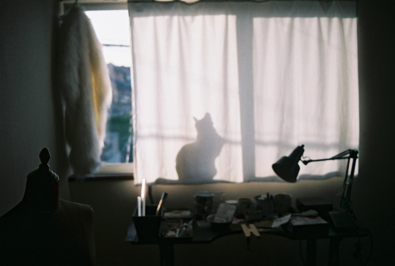 猫という生き物