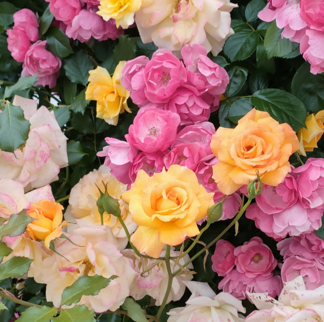 ばらの季節に🌹