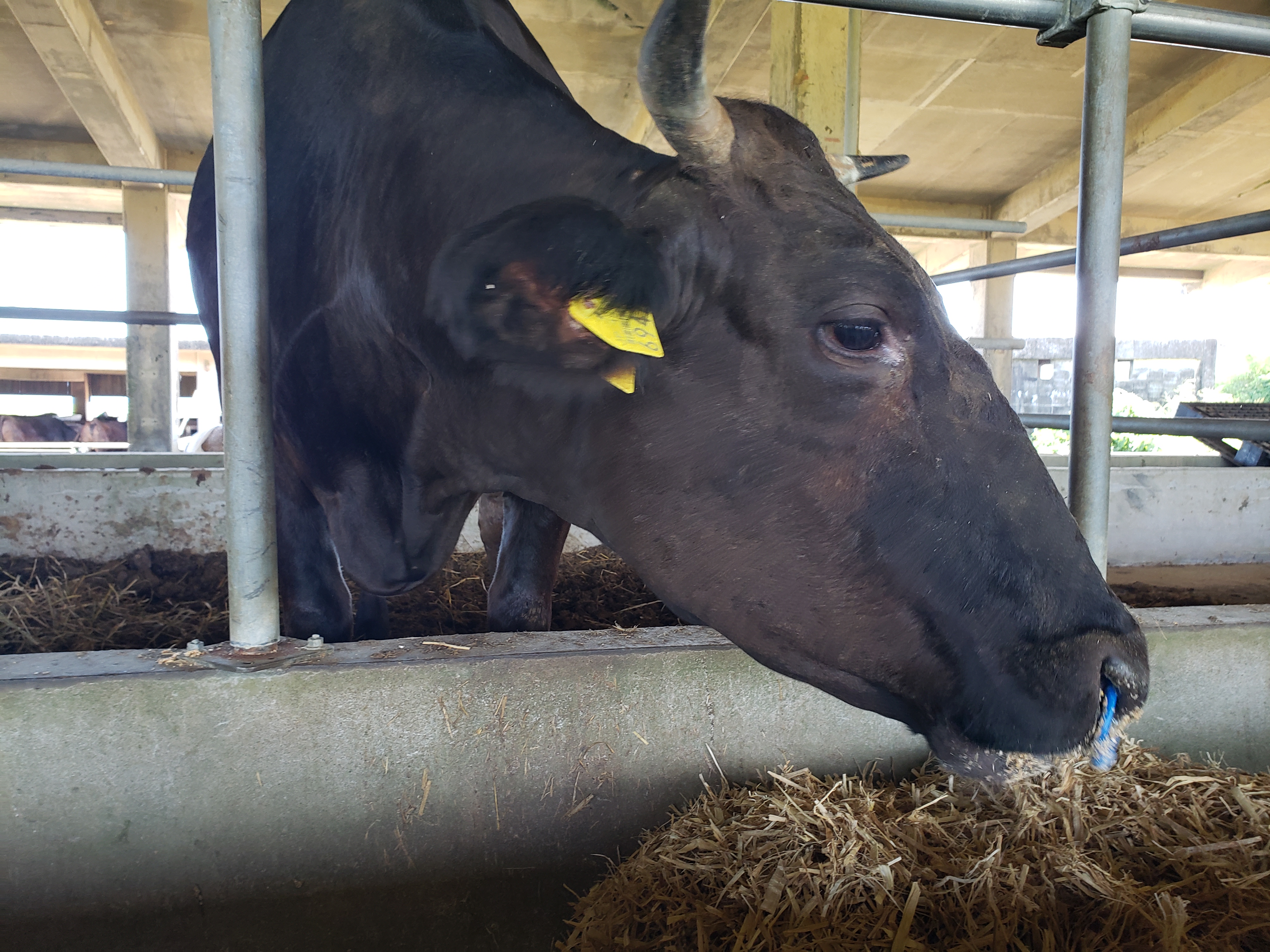 今日の「かおり」