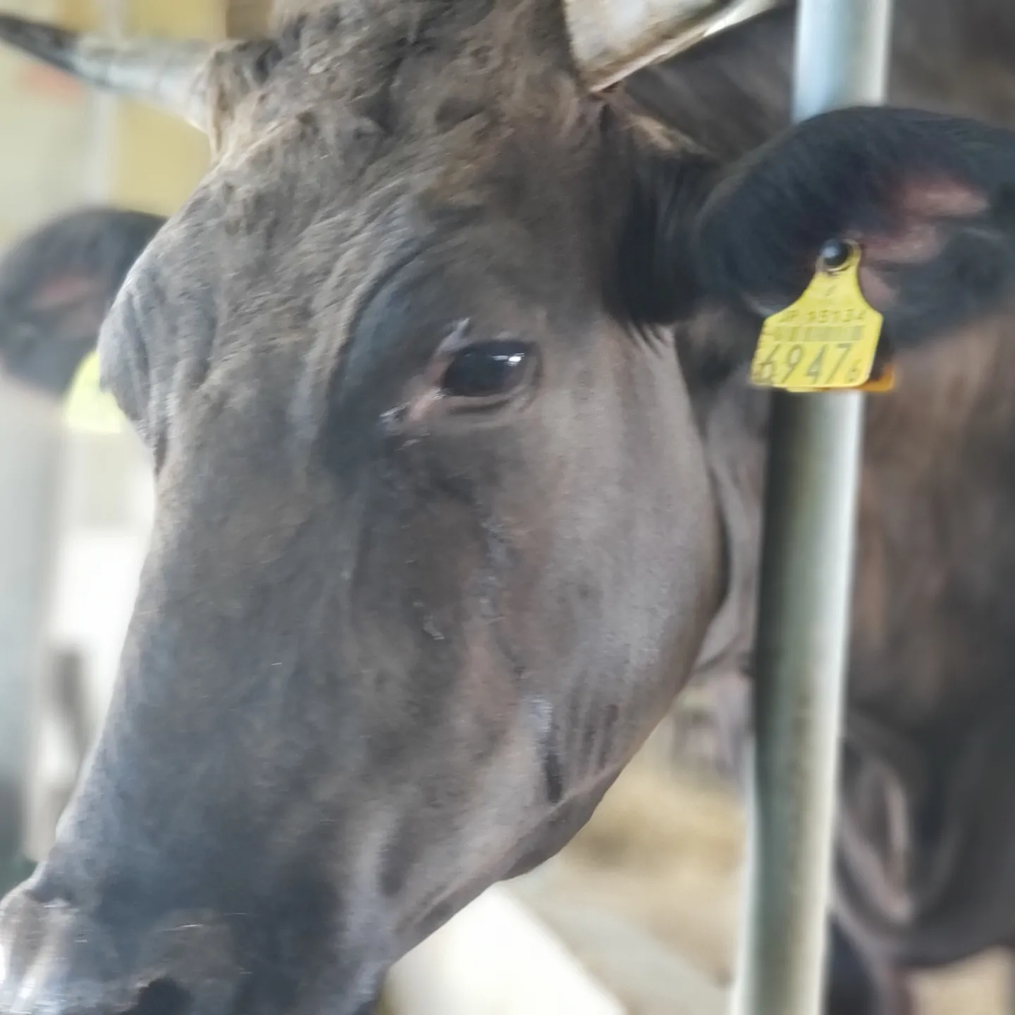 肥育2ヶ月経ちました。