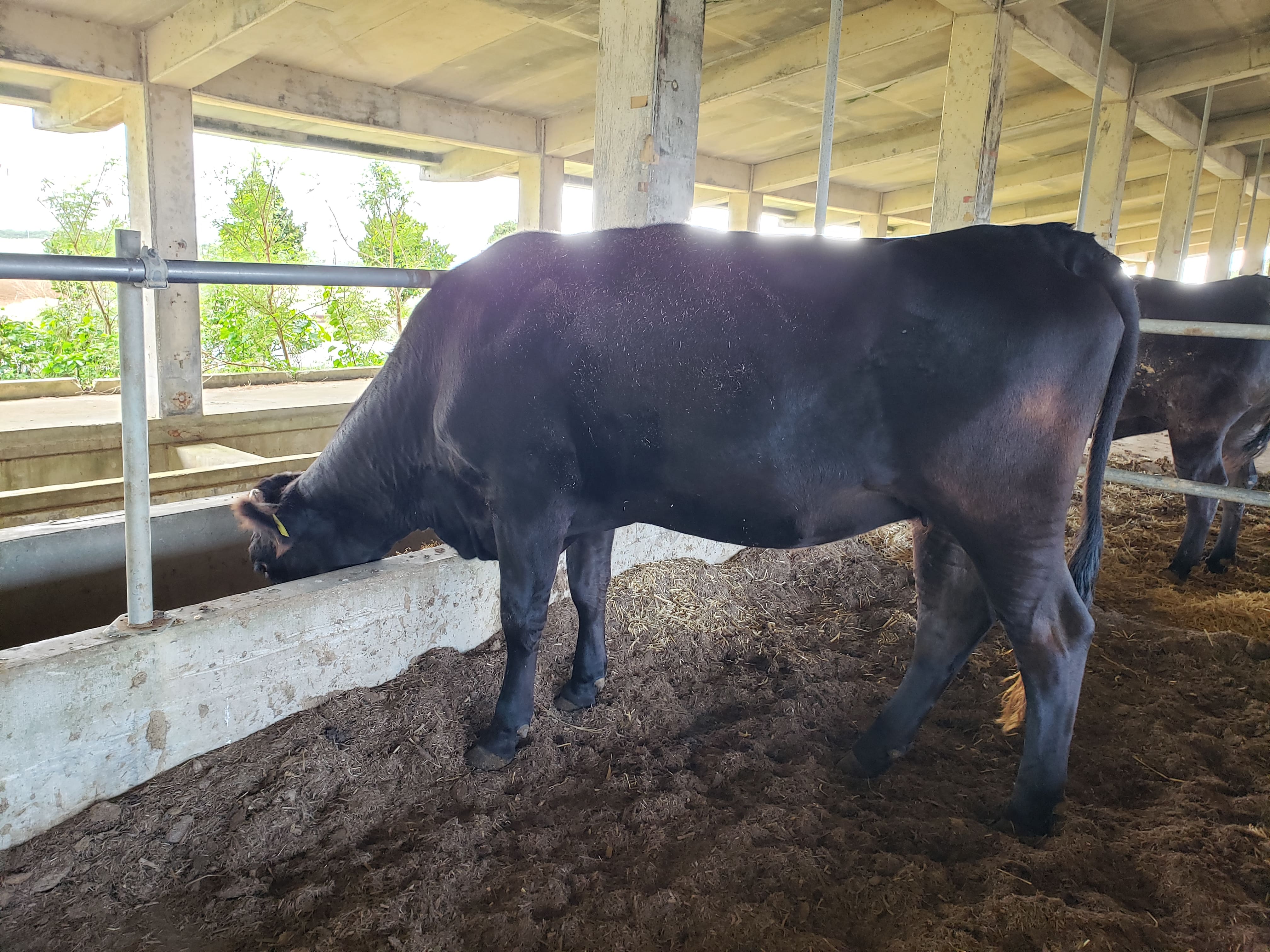 ほろよい牛導入しました。