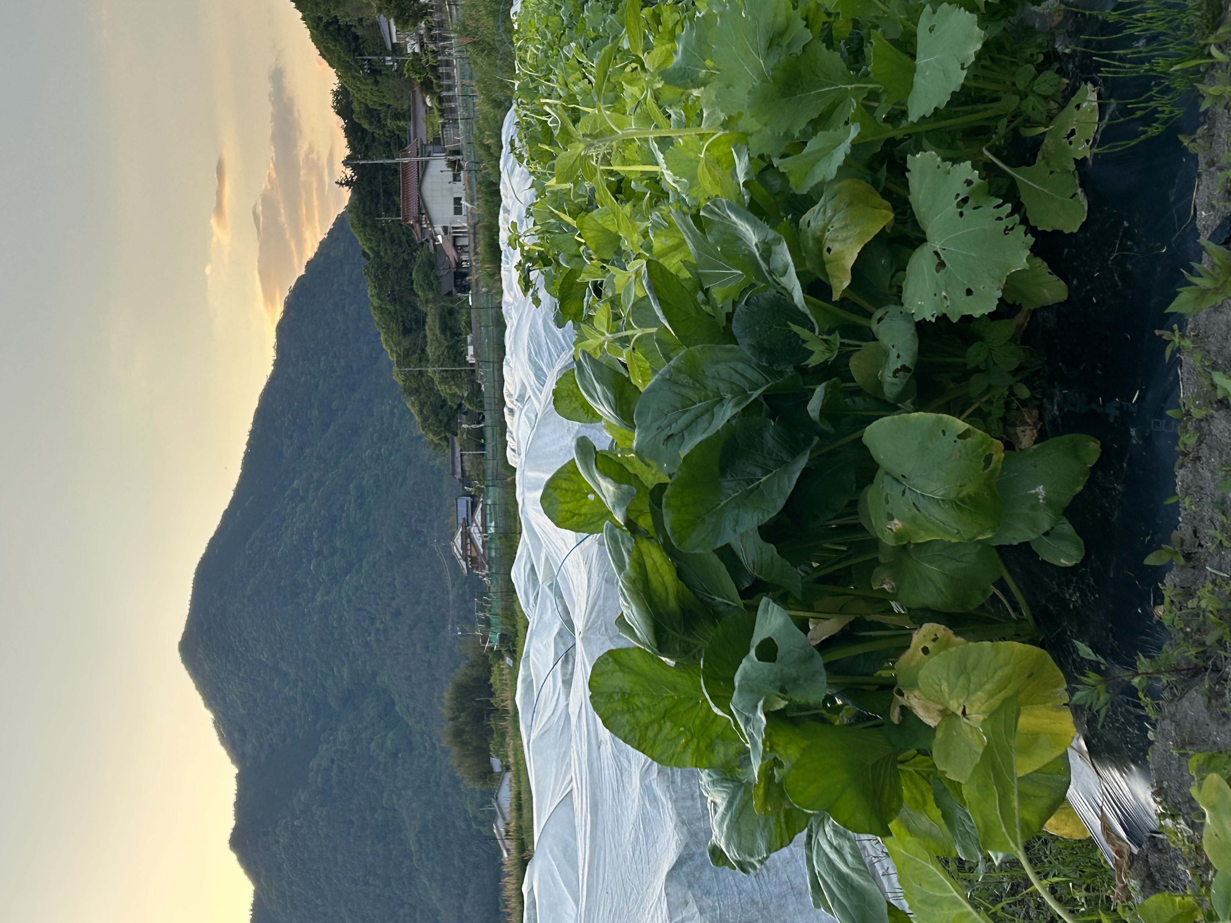 定期便再開のお知らせ