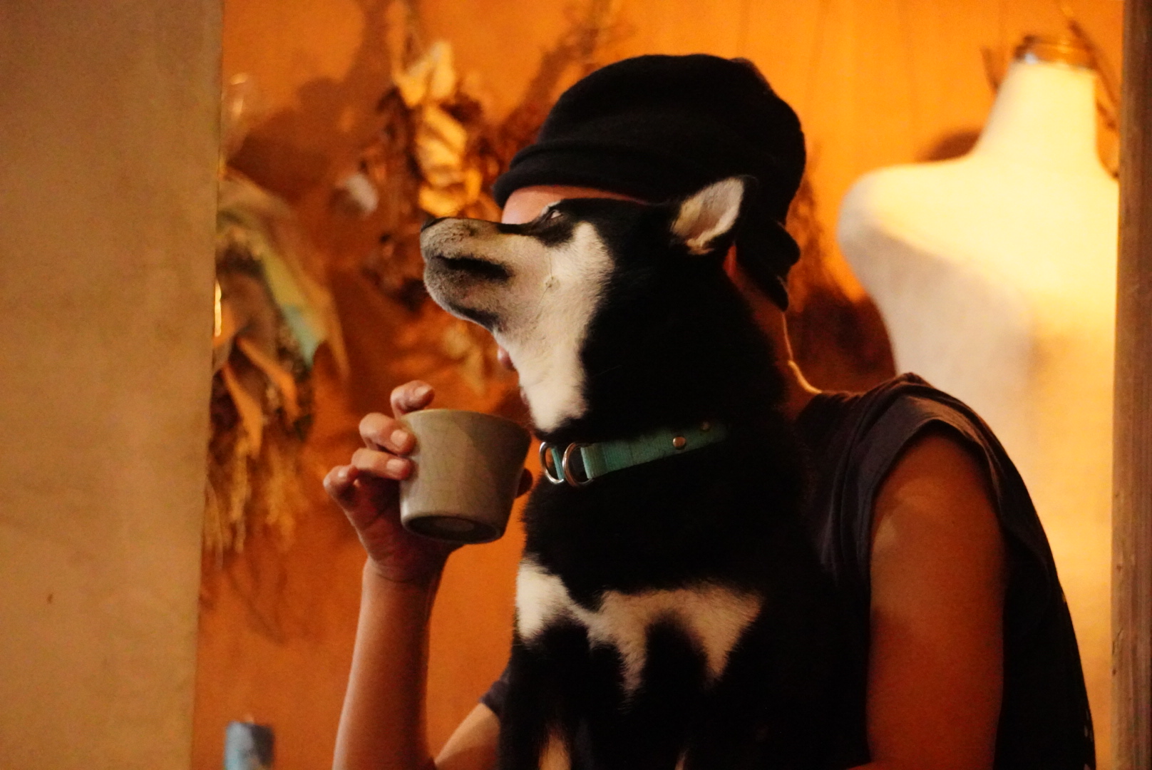 今月のおみつ・12月　「犬と暮らす冬」よりaffordance編