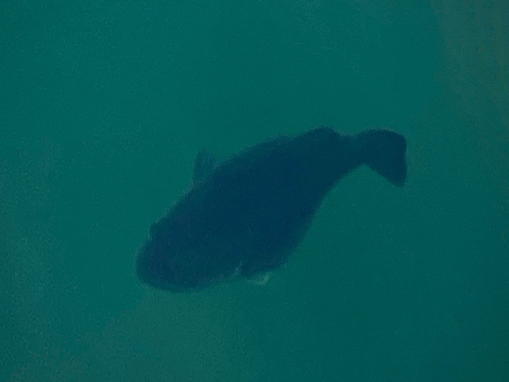 スーパーB血統とXday