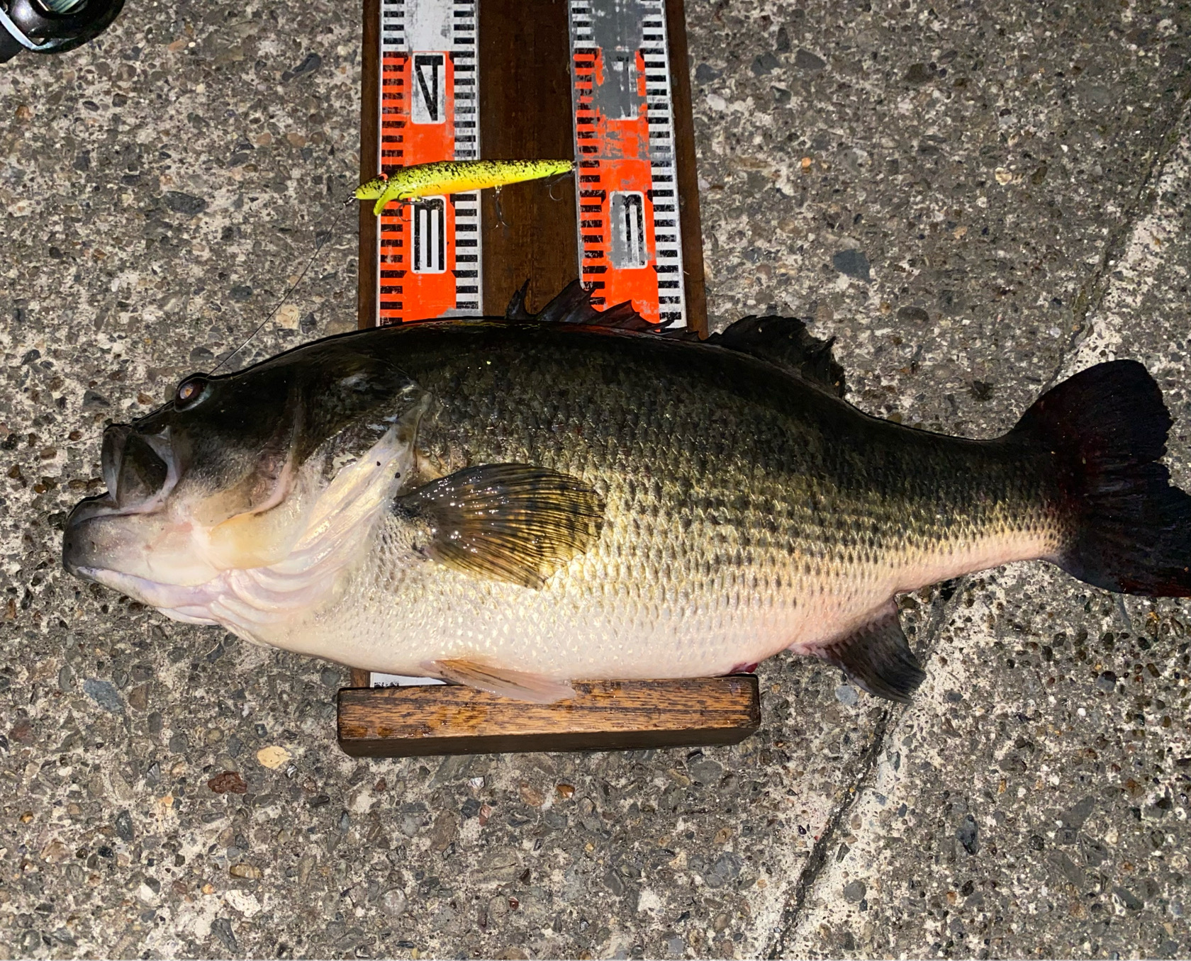 デッドスティックログ