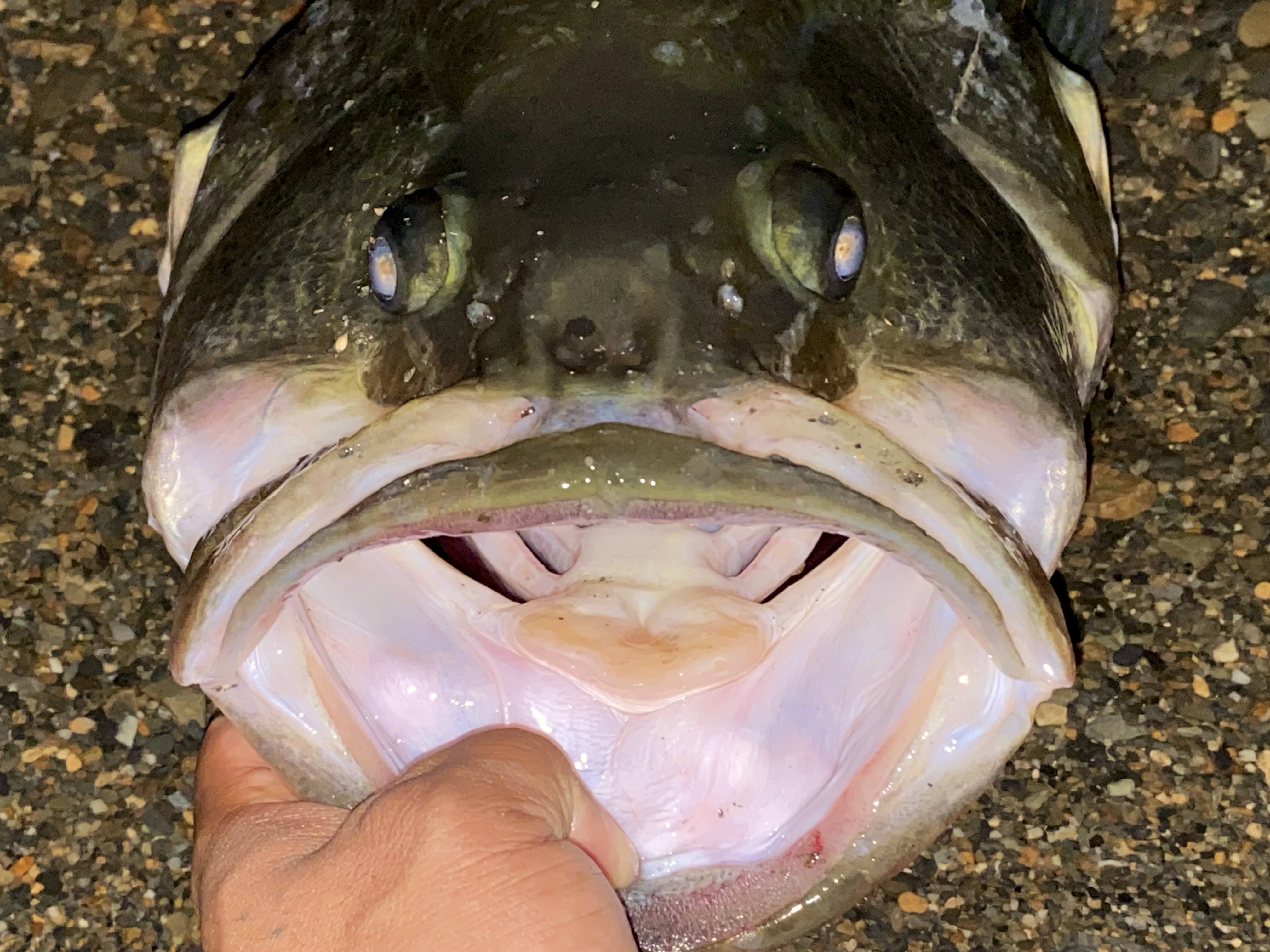 スーパーB血統捕獲
