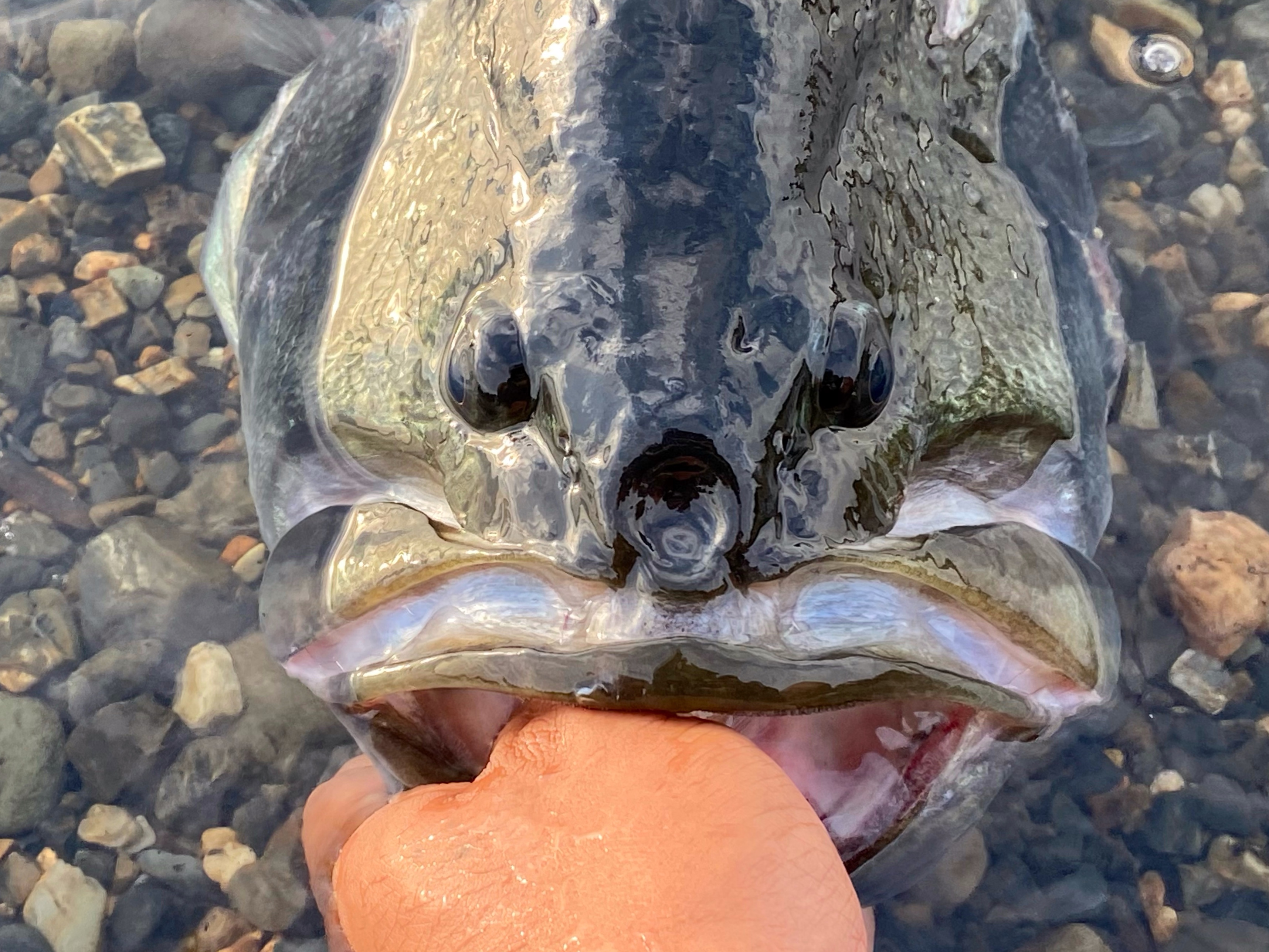 7月から始まるビッグペンシル