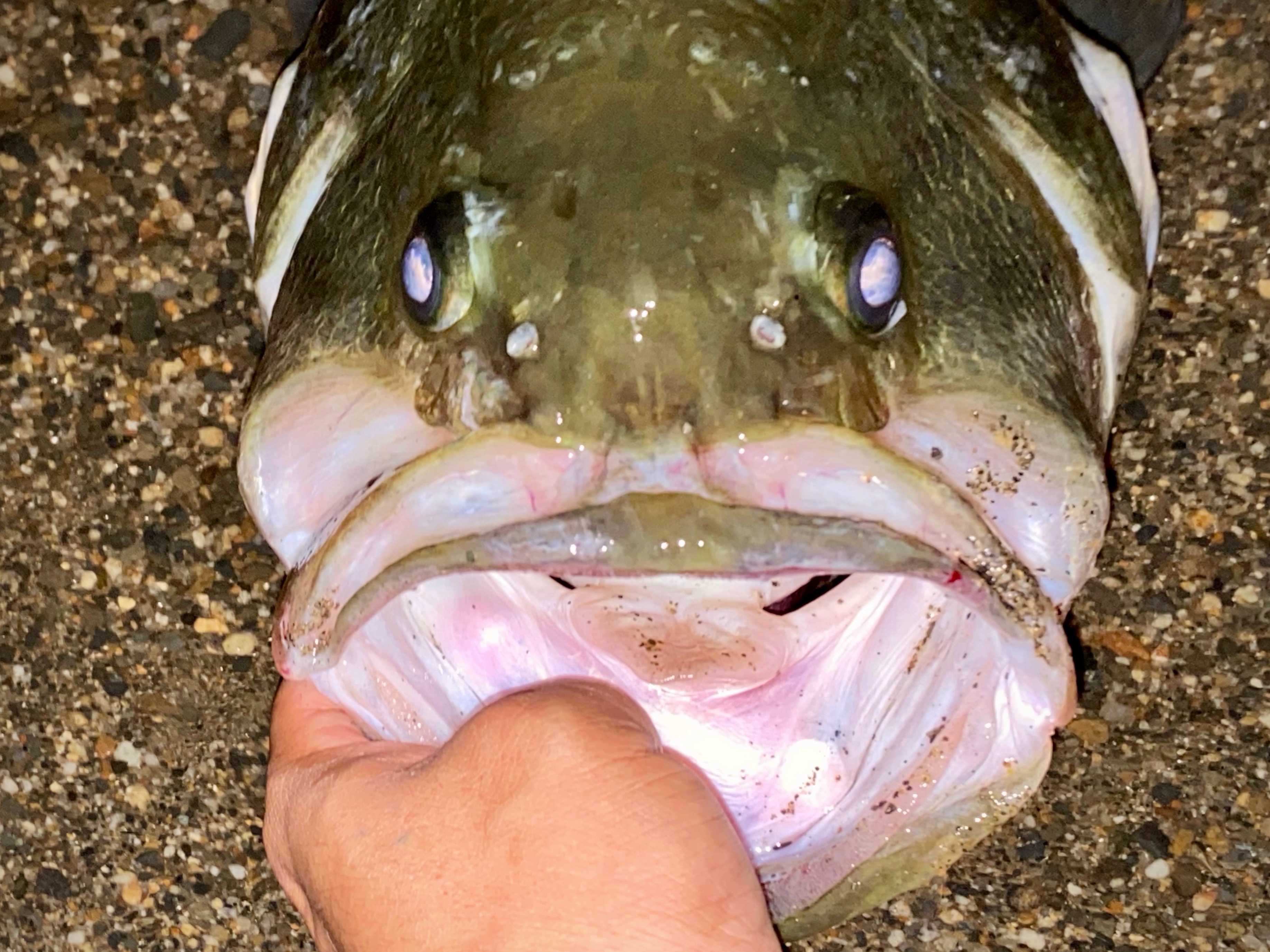 ポンプリトリーブで捕獲‼️