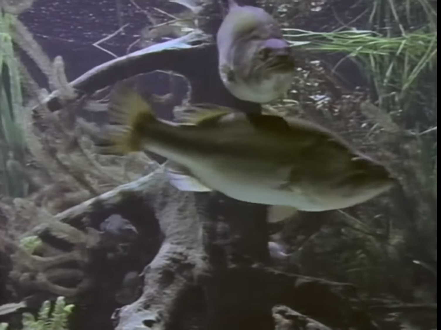 バスの生態を学ぶ