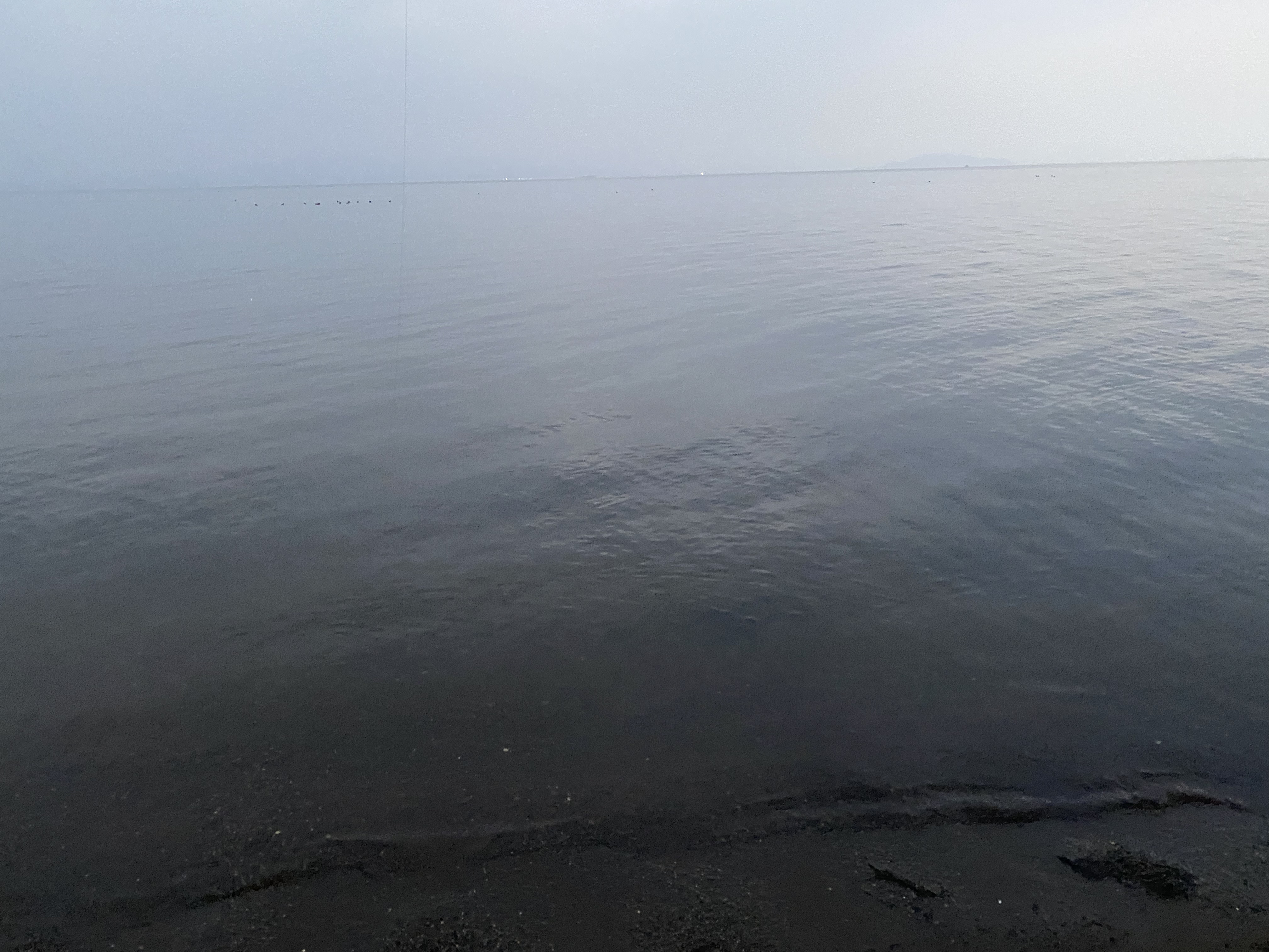 スーパーB血統とXXXday