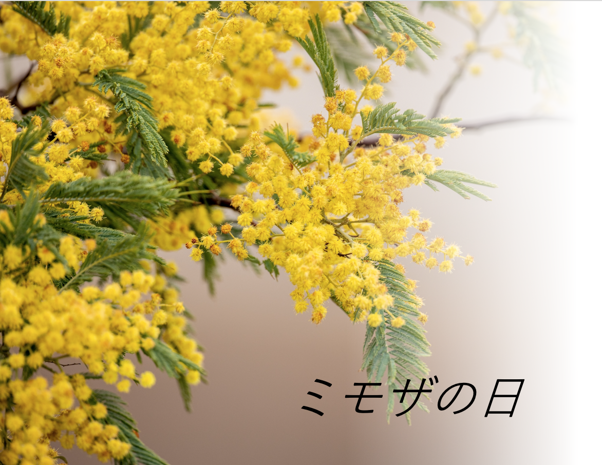 ミモザの日