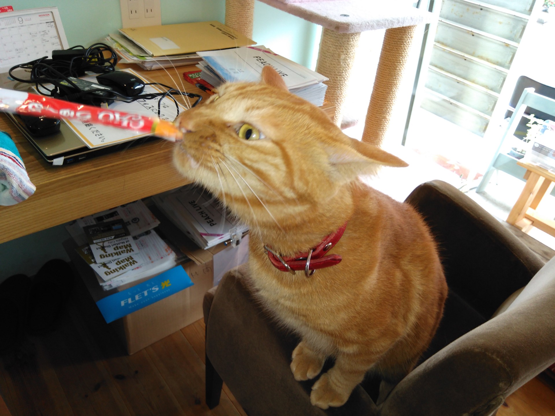 ニャンコの首輪です