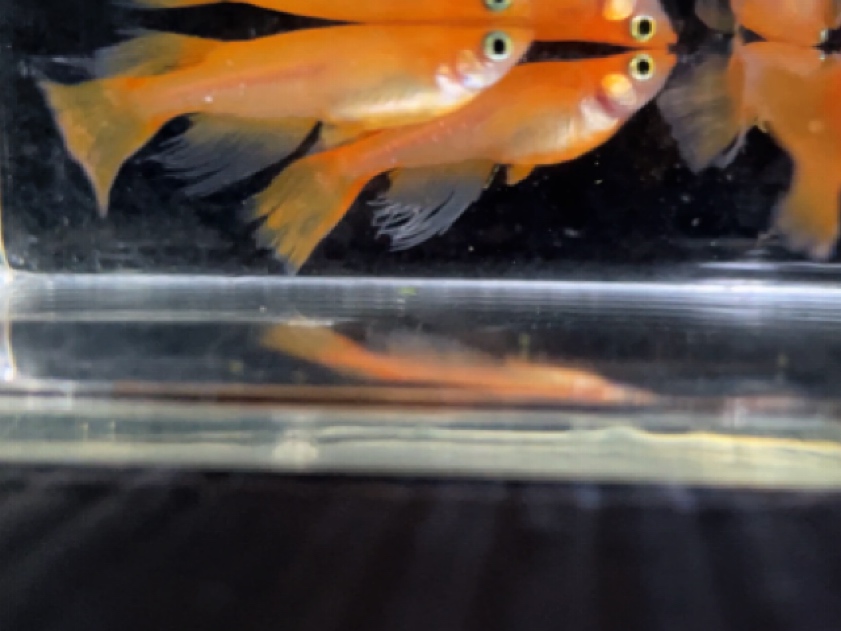 販売開始✨