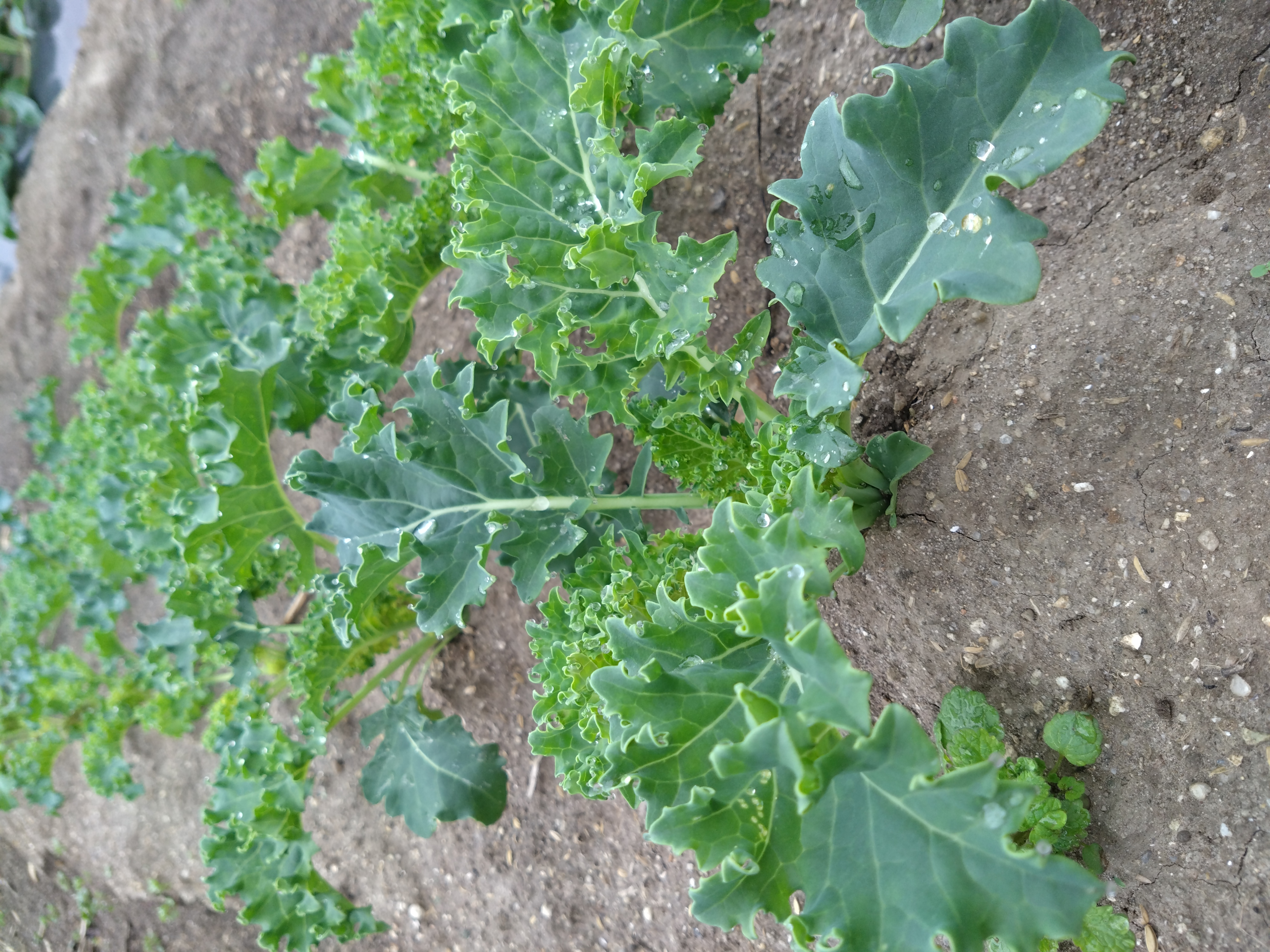気になる栄養【食べるケール】