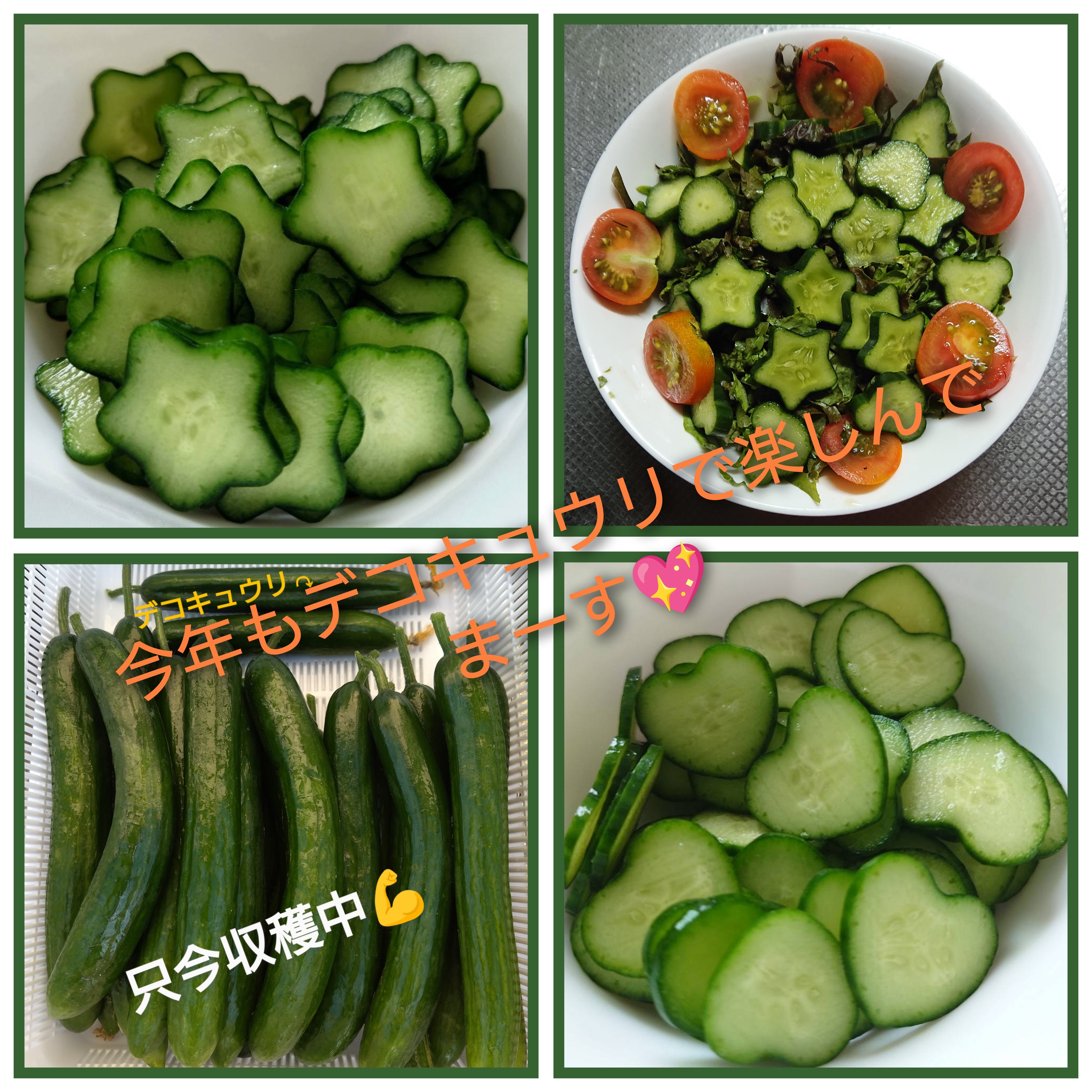 ♡☆デコキュウリ始まりました🥒