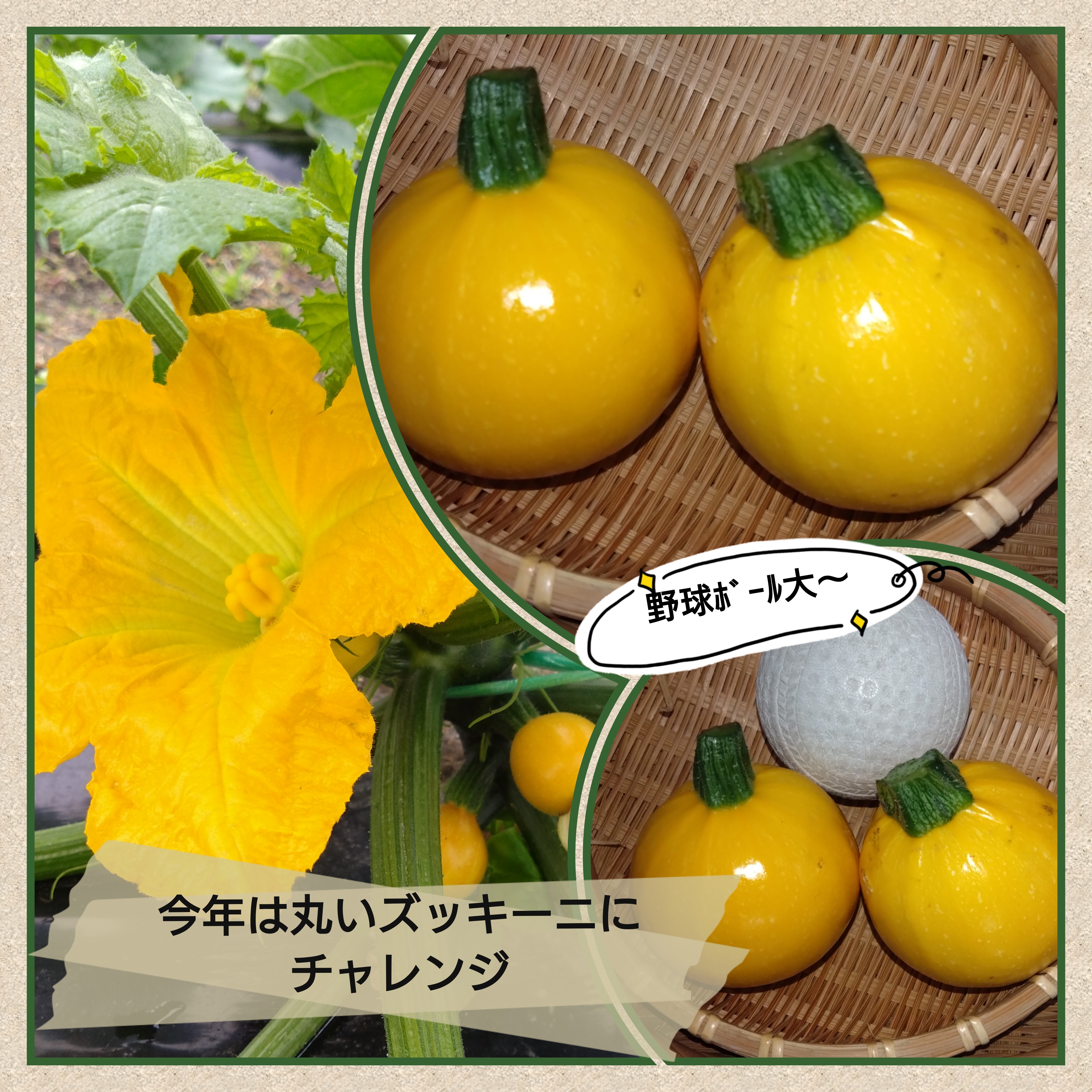 今年はまん丸？玉子型？