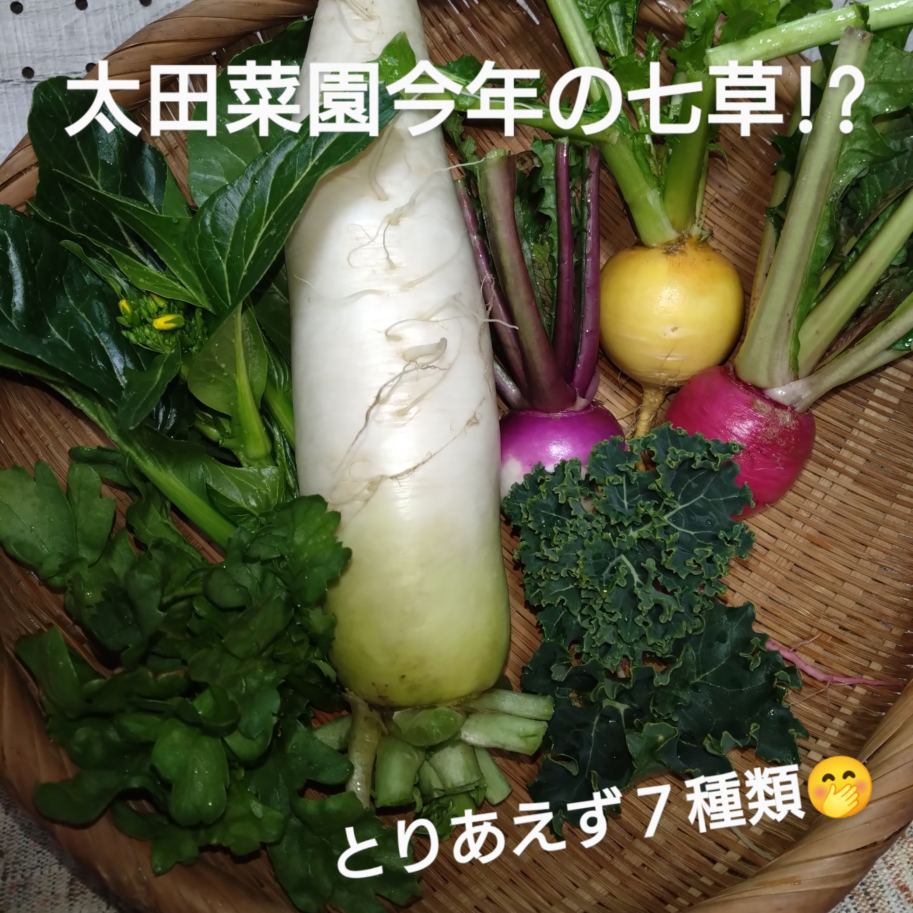 太田菜園今年の七草！？