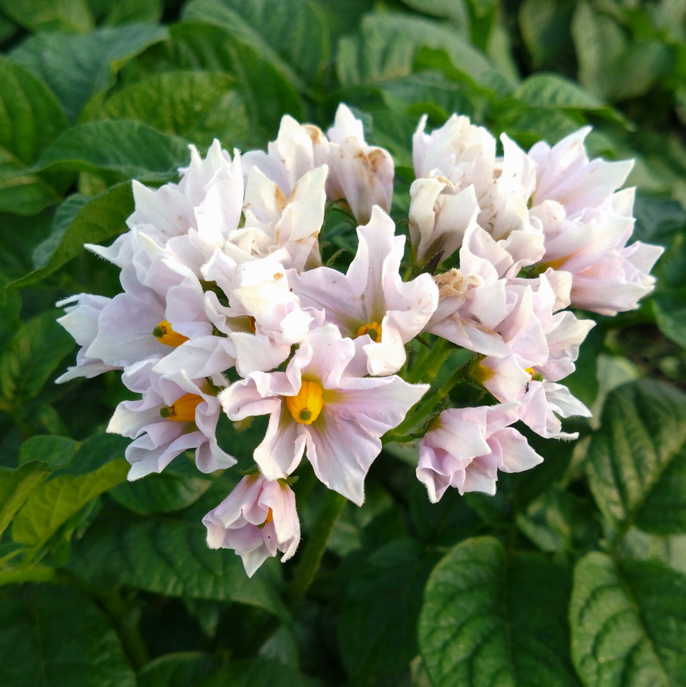 ジャガイモ🥔の花が綺麗です💮