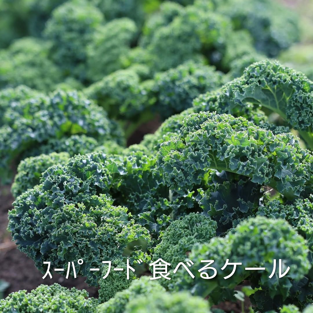 スーパーフード　食べるケール