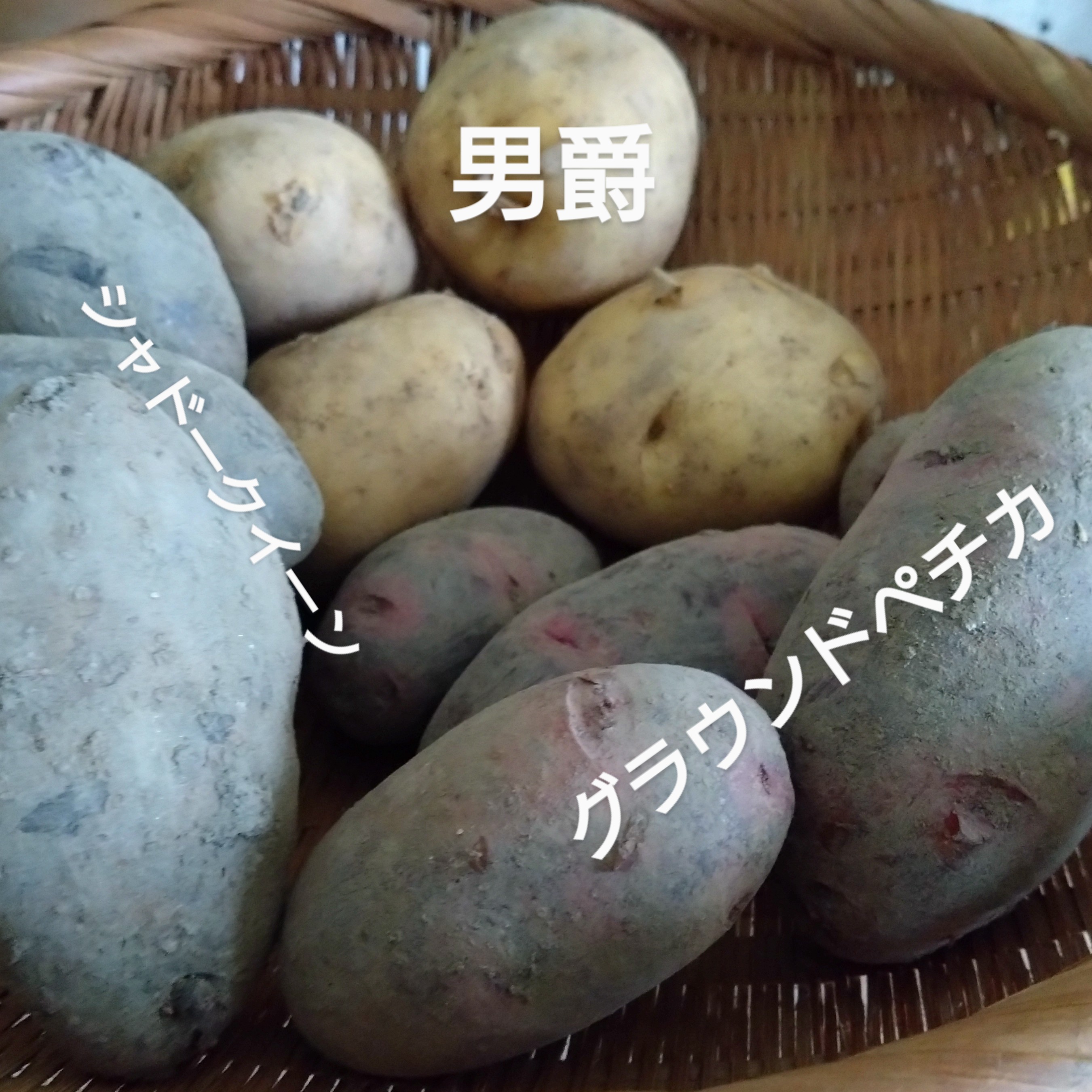 ６月の旬野菜【ジャガイモ🥔】